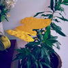 DesignmintDecor - Butterfly Garden Decor 